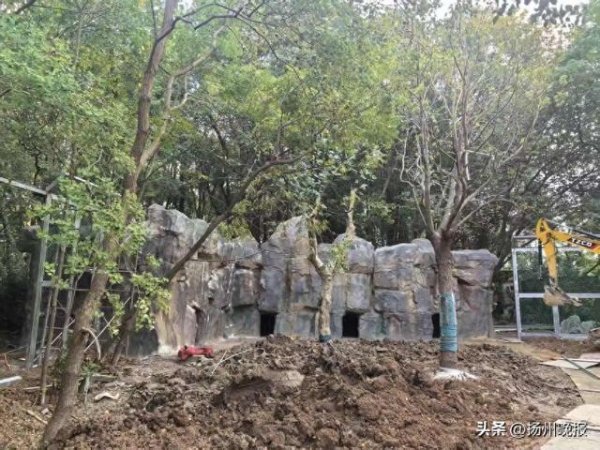 天金策略 茱萸湾动物园“狼园豹馆”将于11月20日左右建成开放